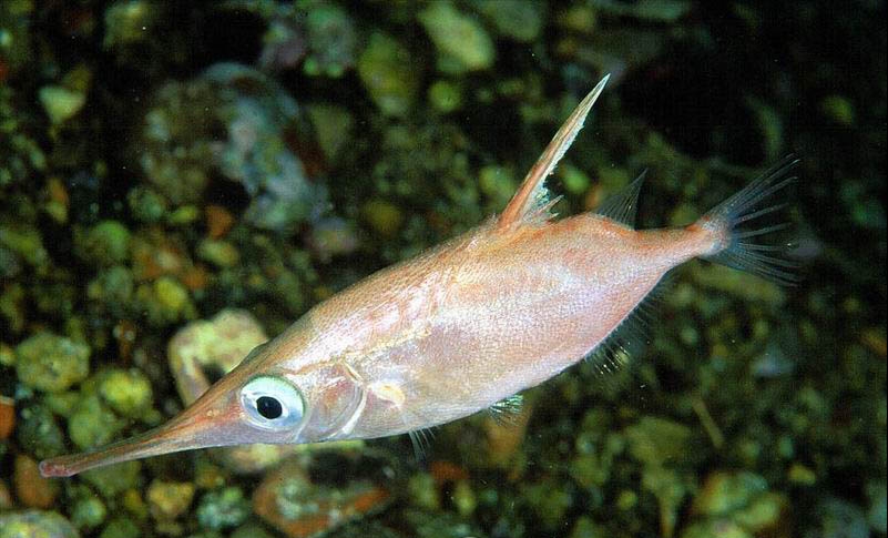 Macroramphosus scolopax (Pesce trombetta)